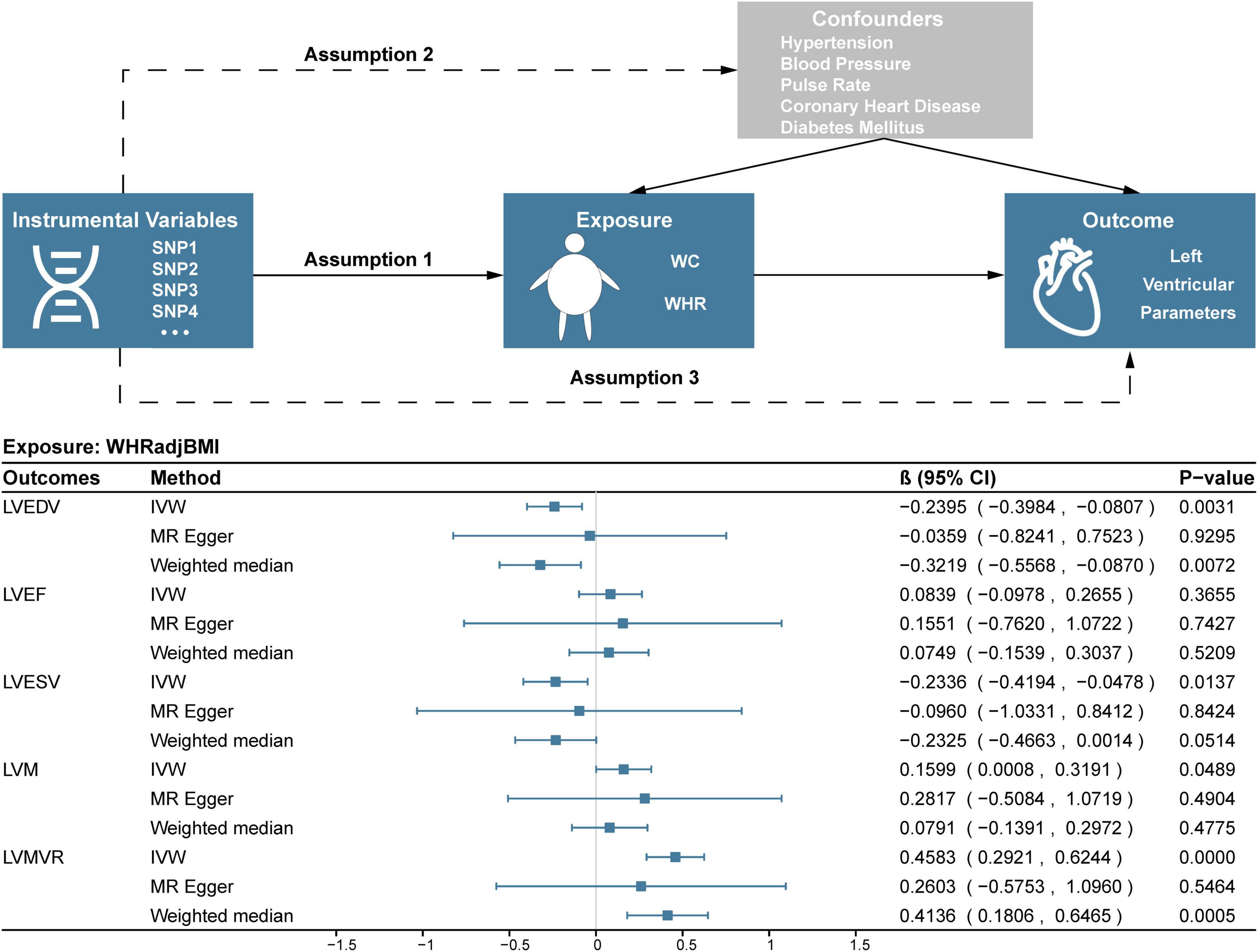 Causal effect of central obesity on left ventricular structure and function in preserved EF population: A Mendelian randomization study
